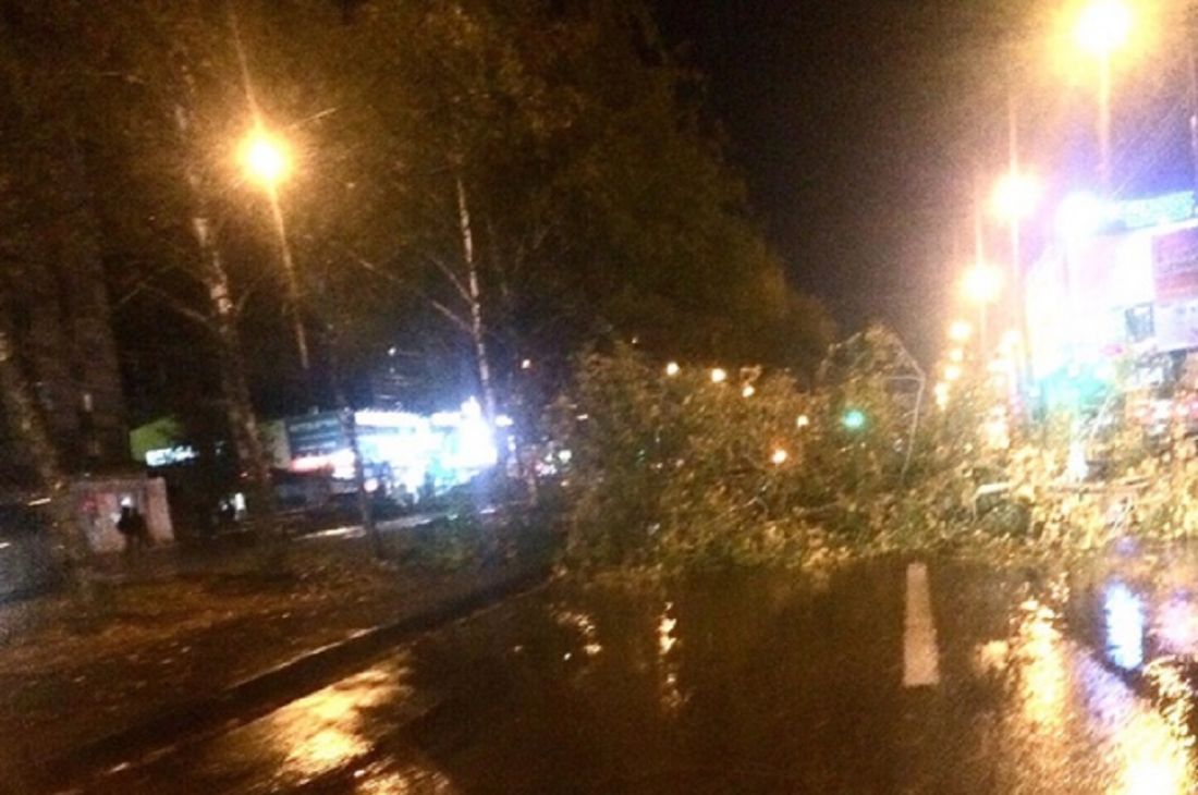 В Пензе в Арбекове на дорогу рухнуло дерево