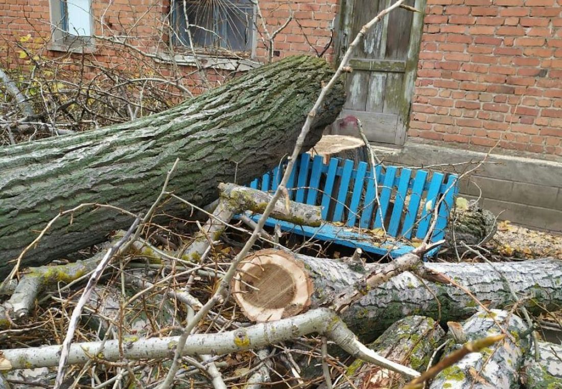 В райцентре Пензенской области вырубка деревьев во дворе стала актом вандализма