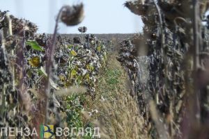 Пензенская область лидирует в ПФО по индексу производства сельхозпродукции