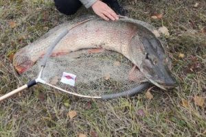 Челюсти: под Пензой рыбаки поймали «крокодила»