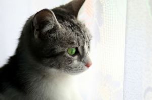 Житель Пензенской области спас кошку-мать, застрявшую в пластиковом окне. Фото