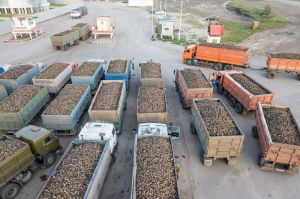 В Пензенской области собрали два миллиона тонн сахарной свеклы