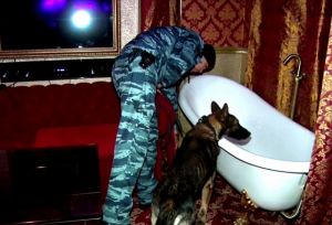 Ночной клуб с «вип-услугами», ДТП с лосем и оптимистичный прогноз погоды – новости Пензы за 6 ноября