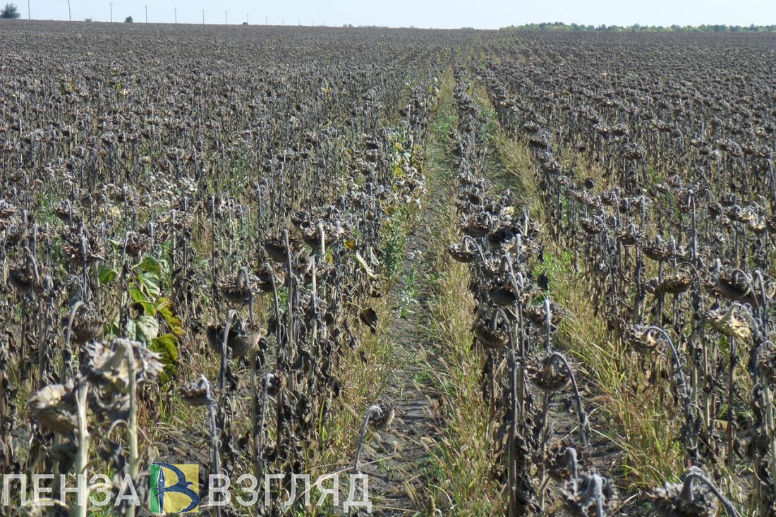 Посевная площадь в Пензенской области увеличилась на 76 тысяч га
