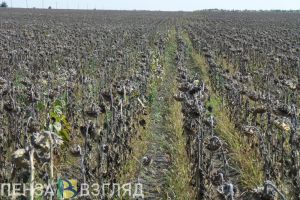 Посевная площадь в Пензенской области увеличилась на 76 тысяч га