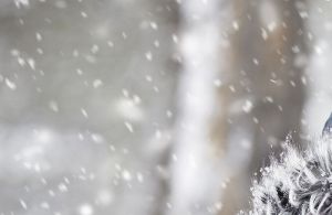 «Это что вообще такое?» Воздух пензенского райцентра заполонили странные крупные хлопья. Видео