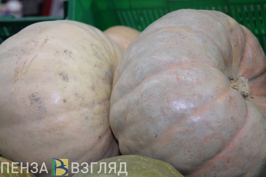 Тыква-медуза шокировала жителей Пензенской области. Фото