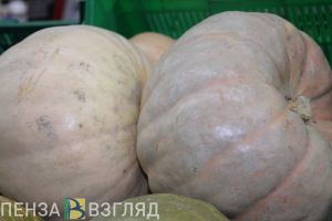 Тыква-медуза шокировала жителей Пензенской области. Фото