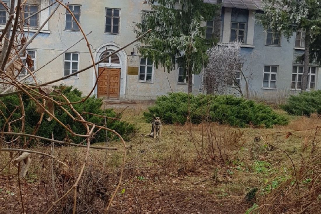 Жители Сердобска хотят помочь собаке, изуродованной автомобилем