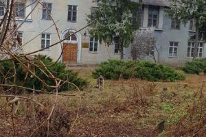 Жители Сердобска хотят помочь собаке, изуродованной автомобилем