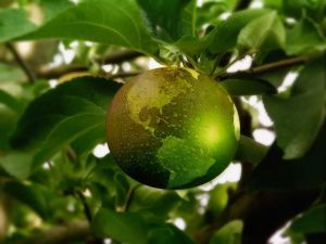 Как распознать эко-продукты и вывести на чистую воду поддельный «оrganic»