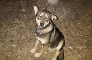 В Пензенской области беременную собаку привязали к дереву и оставили умирать