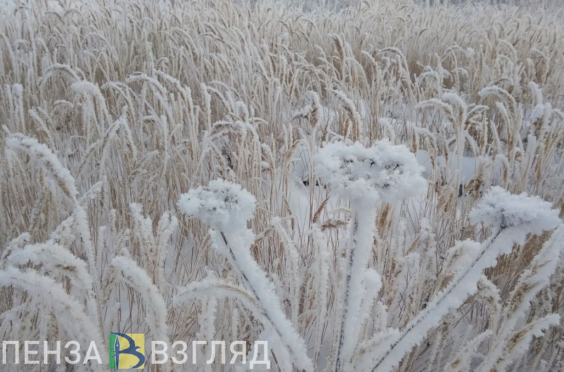 Похолодание, инцидент в торговом центре и ДТП с пешеходом - новости Пензы за 11 декабря