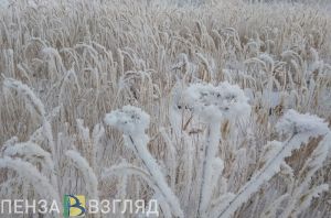 Похолодание, инцидент в торговом центре и ДТП с пешеходом - новости Пензы за 11 декабря
