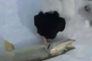 Оживший улов отправил собаку пензенского рыбака под лед. Видео