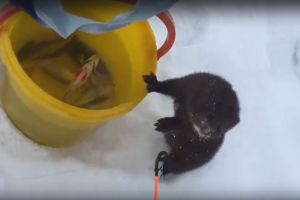 «Деловая колбаса!» Пензенский рыбак был ошарашен наглостью гостя. Видео