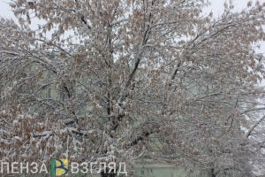 Теплый прогноз погоды, авария в Терновке и проигрыш «Дизеля» - новости Пензы за 1 февраля
