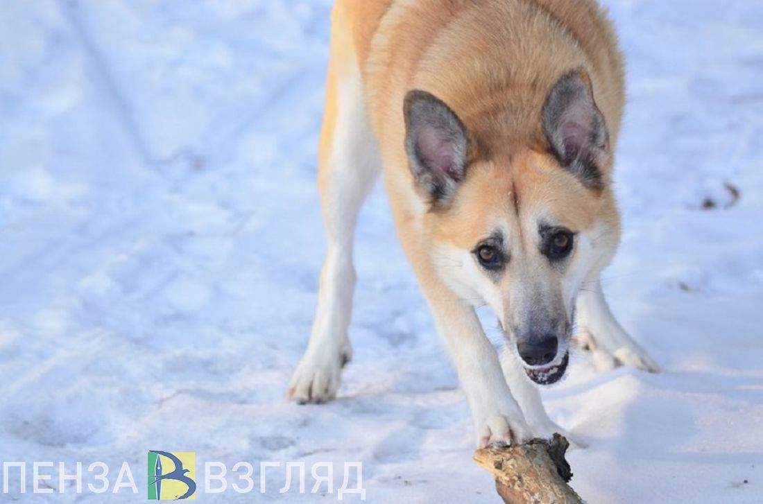 В Кузнецке собаки напали на маленького мальчика