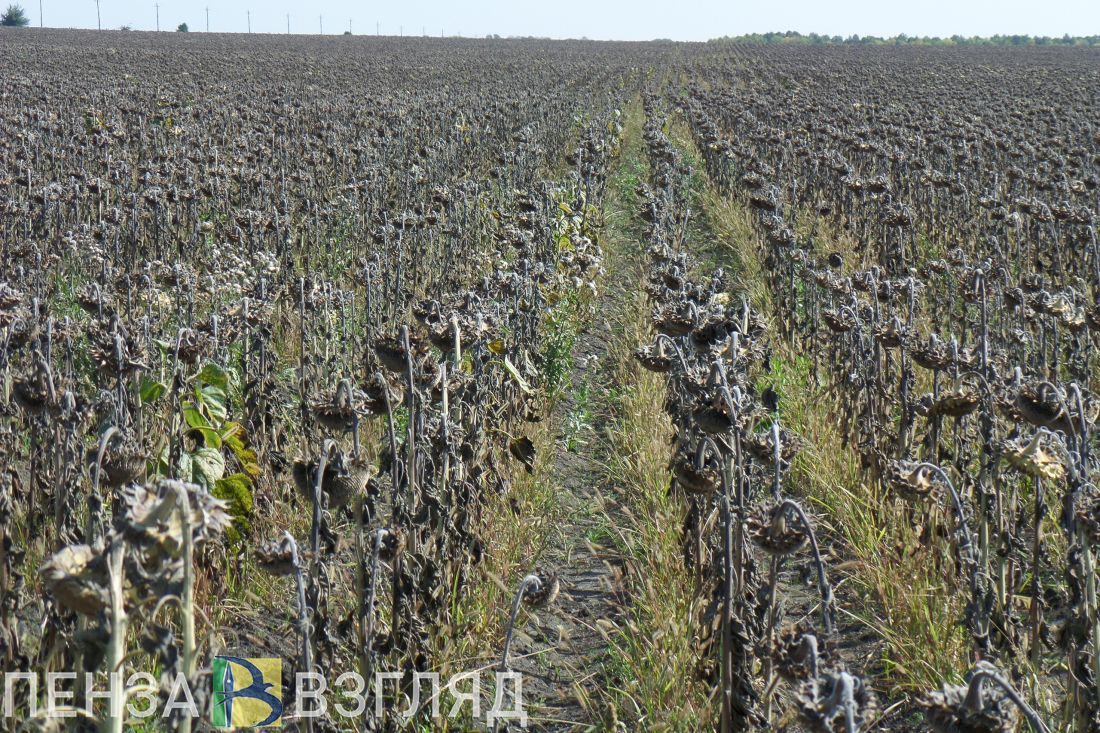 В Пензенской области к сельхозработам могут привлечь осужденных