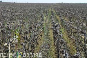 В Пензенской области к сельхозработам могут привлечь осужденных
