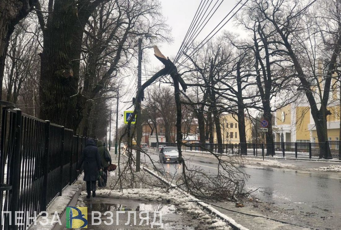 В Пензе сломавшееся из-за снеговой нагрузки дерево упало на провода