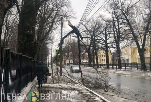 В Пензе сломавшееся из-за снеговой нагрузки дерево упало на провода