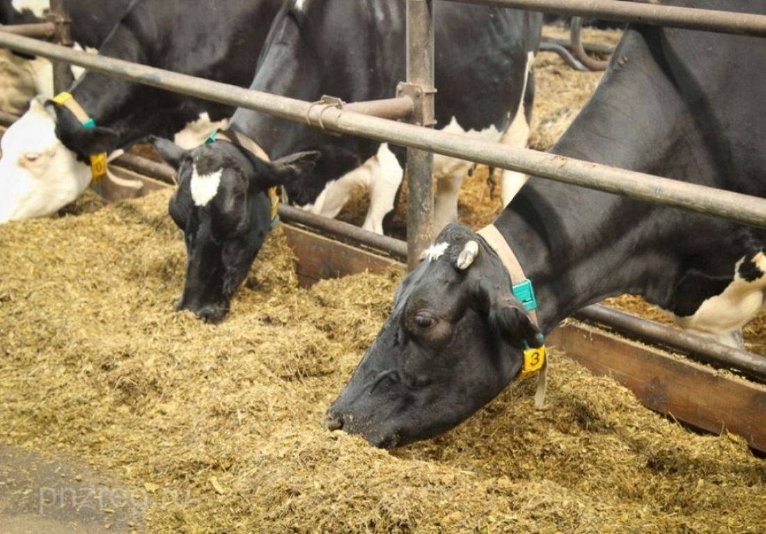 В Пензенской области выросли объемы производства пищевых продуктов