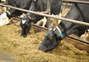 В Пензенской области выросли объемы производства пищевых продуктов