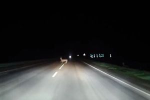 Пензенского водителя напугало выбежавшее на дорогу дикое животное