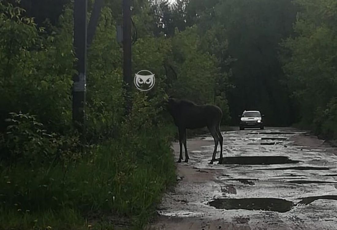 В Пензе лось выскочил под колеса автомобиля