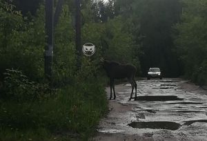В Пензе лось выскочил под колеса автомобиля