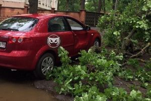 В Пензе на иномарку упала ветка дерева