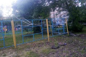 Во дворе пензенской многоэтажки рухнуло дерево