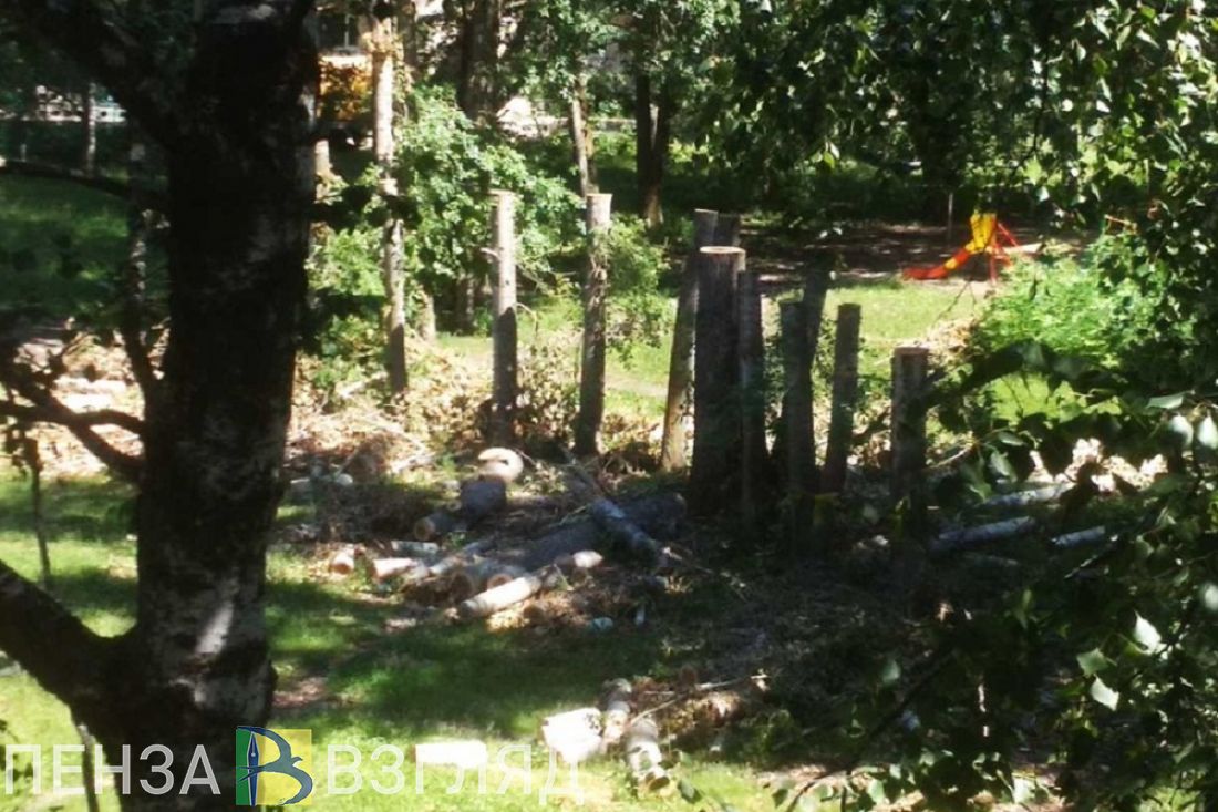 В пензенском дворе больше недели не убирают спиленные деревья