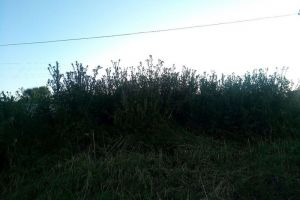 Дети в Пензенской области рискуют объесться белены
