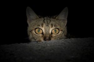 В Пензенской области обсудили натянутую на кроссовок мертвую кошку