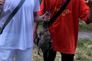 Соцсети: пензенский подросток извинился за глумление над мертвой уткой