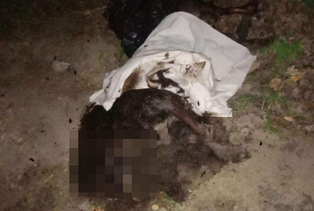 Волонтеры рассказали о жестоком убийстве животных в Пензе