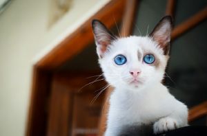 «Около недели жалобно мяукает». Зареченцы обеспокоены судьбой котенка в запертой квартире