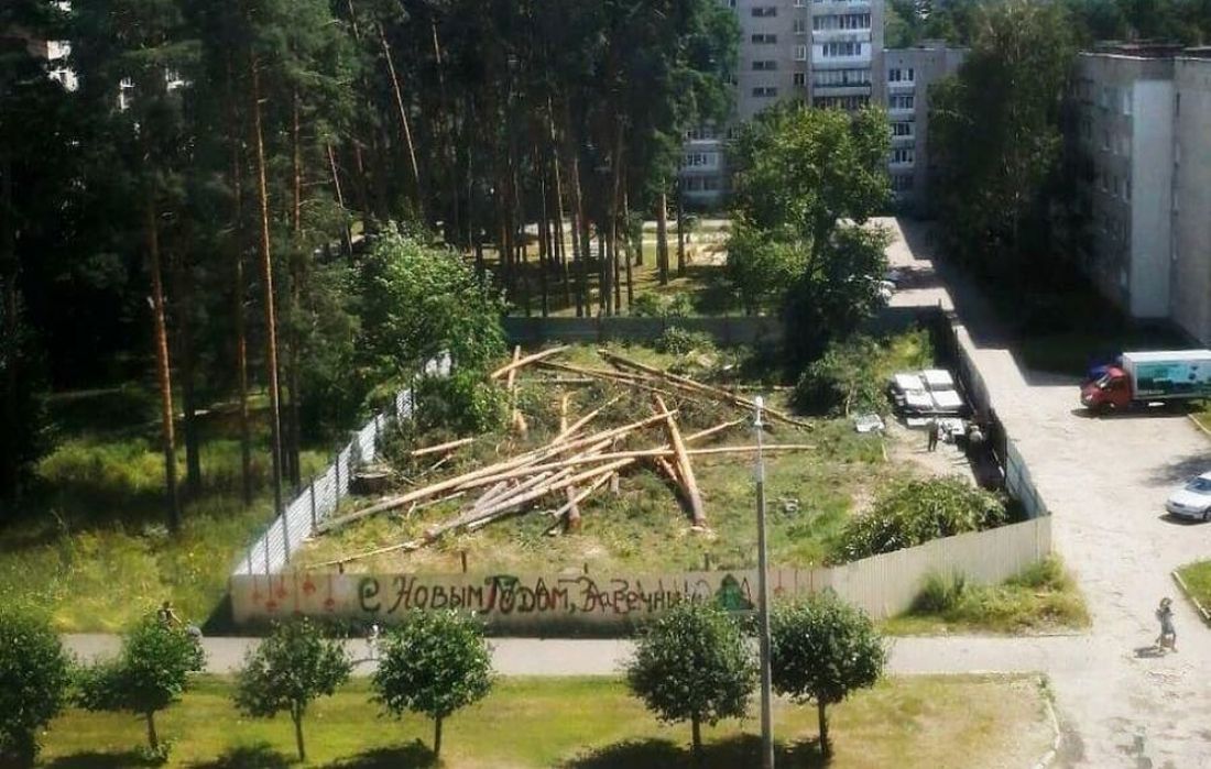 Жители Заречного Пензенской области не отстояли вековые сосны