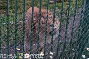 Впервые пензенский зоопарк можно будет посетить ночью