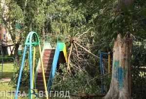В Пензе на детскую площадку рухнуло дерево