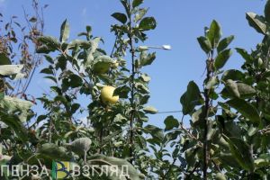 Как правильно выбрать хорошие яблоки в магазине