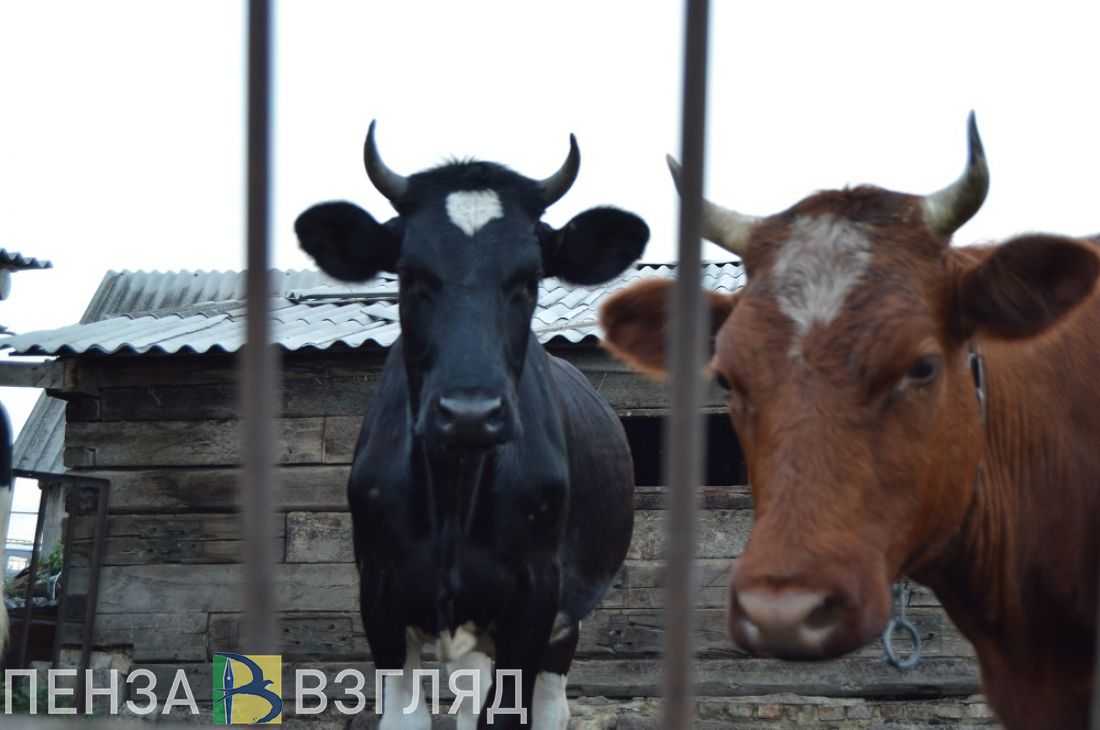 Пензенская область лидирует в ПФО по развитию отраслей животноводства