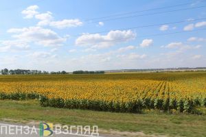Пензенские аграрии планируют собрать около 400 тысяч тонн подсолнечника
