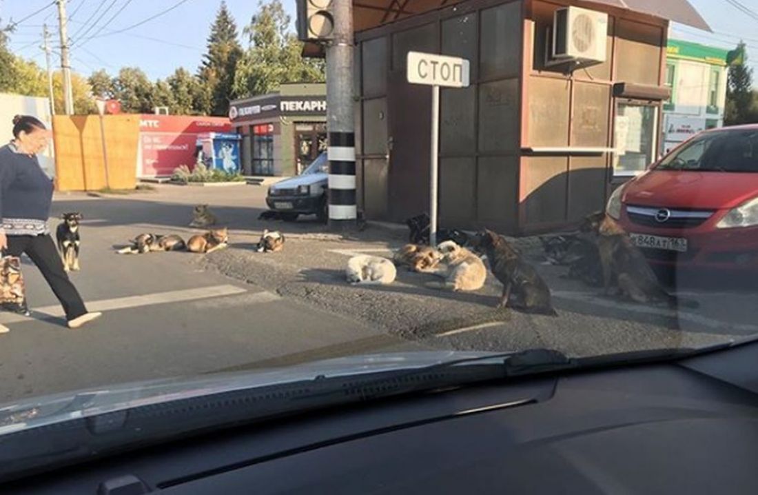 В пензенском районе Шуист боятся стаи из почти двух десятков собак