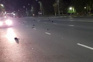 В соседнем с Пензенской областью регионе произошла массовая гибель птиц