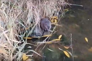 Пензенского рыбака посетил гость из водоема