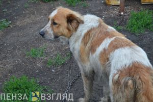 Сердобчане обсуждают жуткую ситуацию со сбитой автобусом собакой