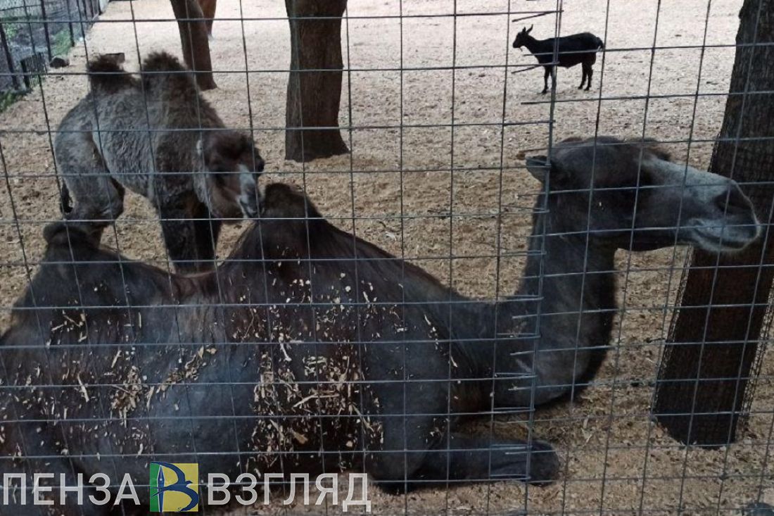 Пензенцев приглашают на онлайн-прогулку по зоопарку